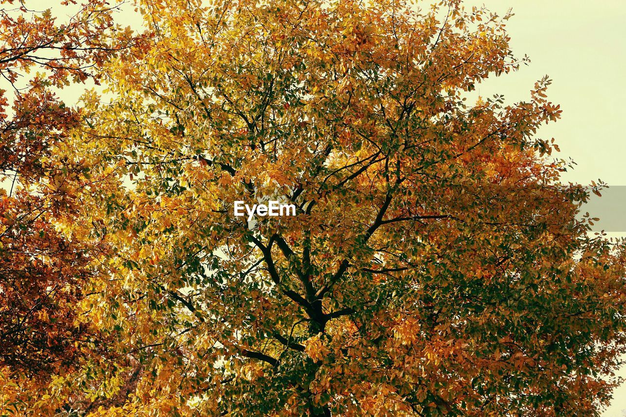 LOW ANGLE VIEW OF TREES