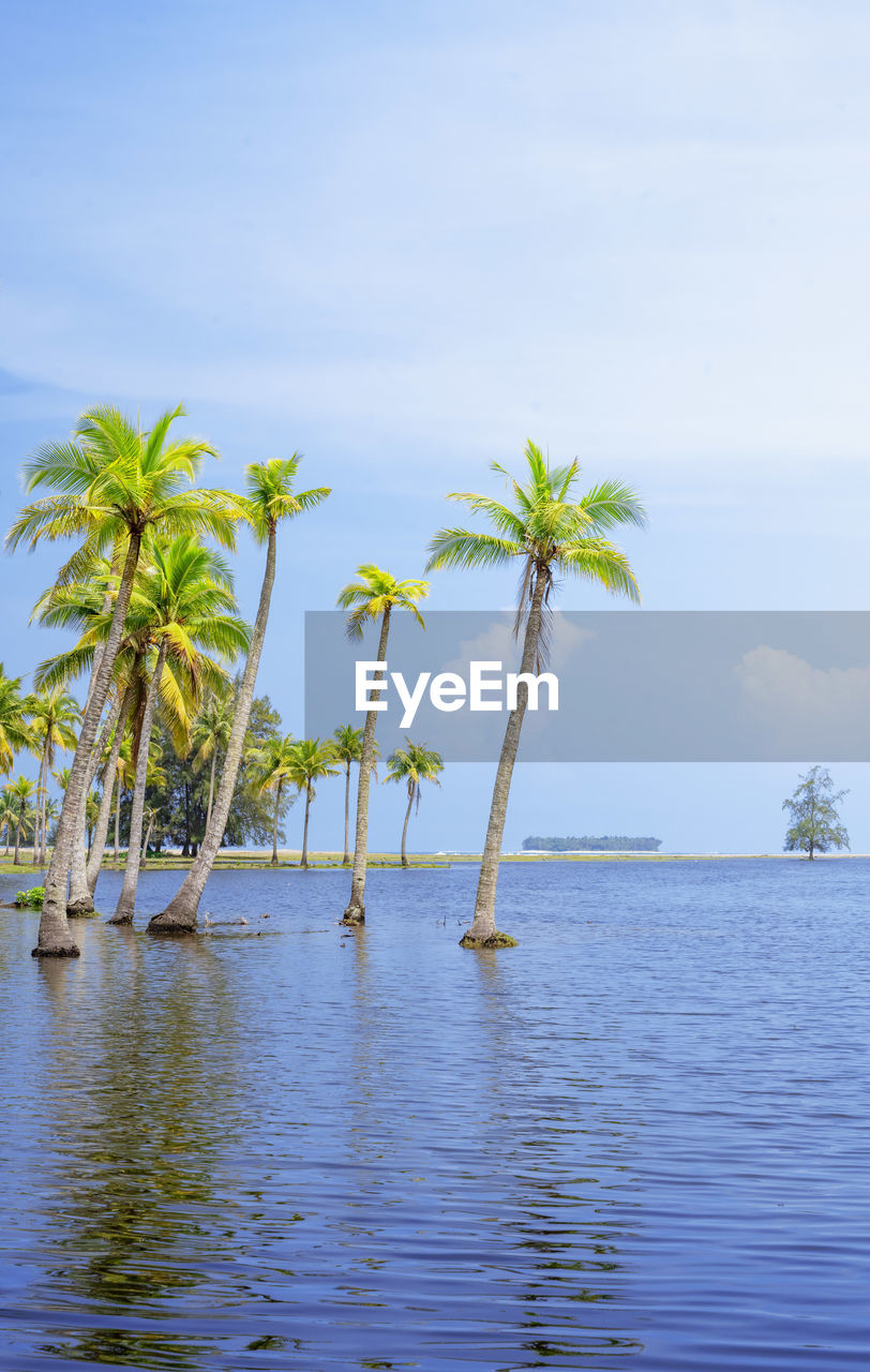 Scenic view of tropical island with coconut palm trees in a beautiful day