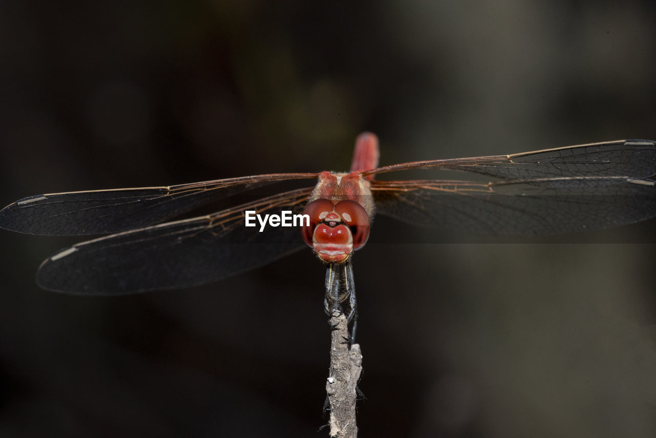 CLOSE UP OF DRAGONFLY