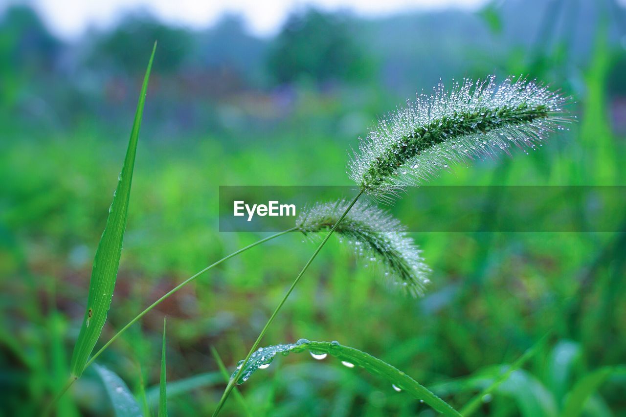 Close-up of plant growing on field