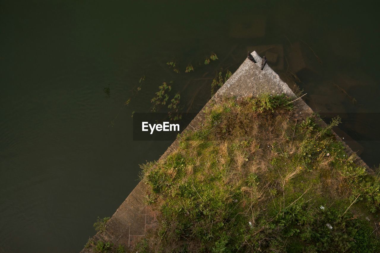 High angle view of moss growing on retaining wall against lake