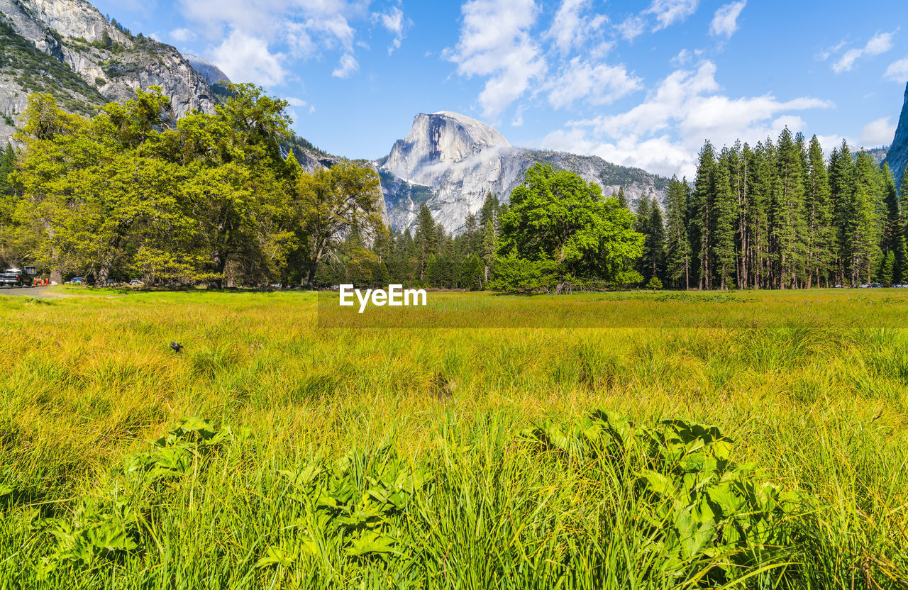 SCENIC VIEW OF FIELD AGAINST TREES AND MOUNTAINS AGAINST SKY