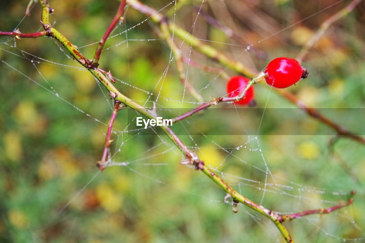 CLOSE-UP OF SPIDER WEB