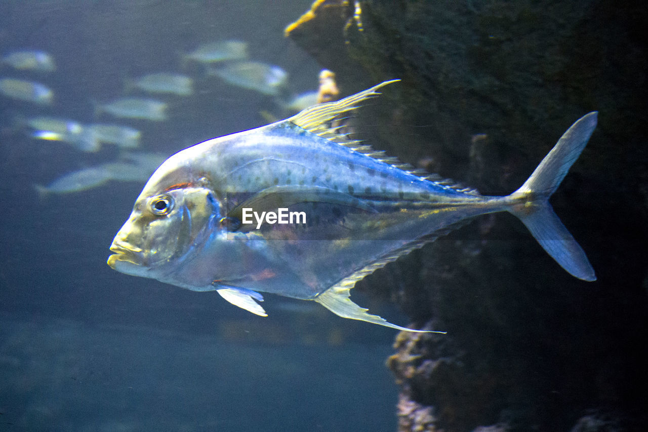 CLOSE-UP OF FISH UNDERWATER