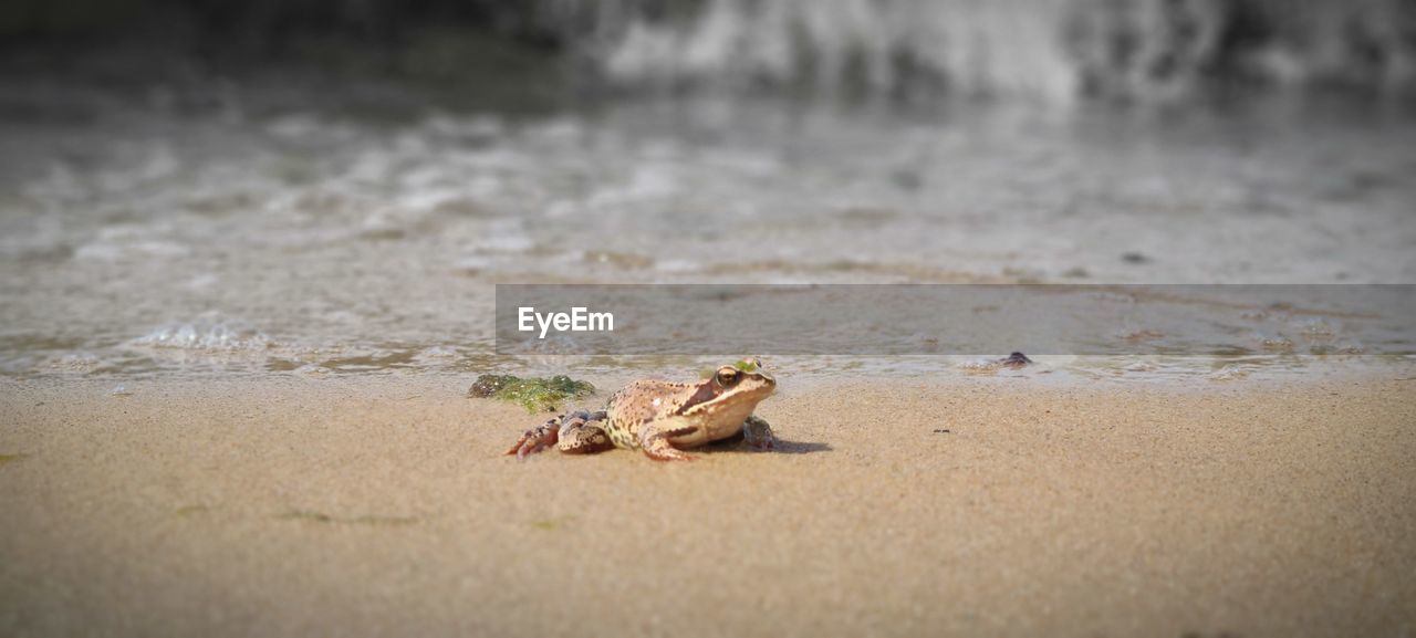 View of frog on wet sand near the sea