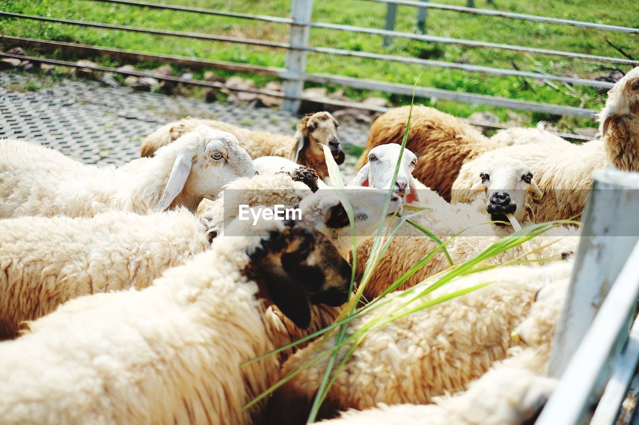 VIEW OF SHEEP IN A FARM