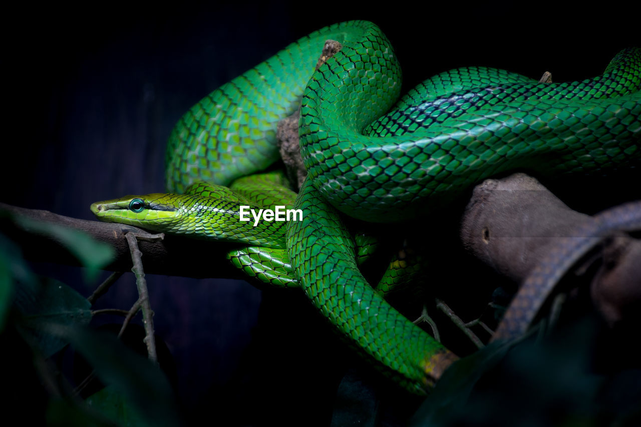 CLOSE-UP OF LIZARD ON TREE BRANCH