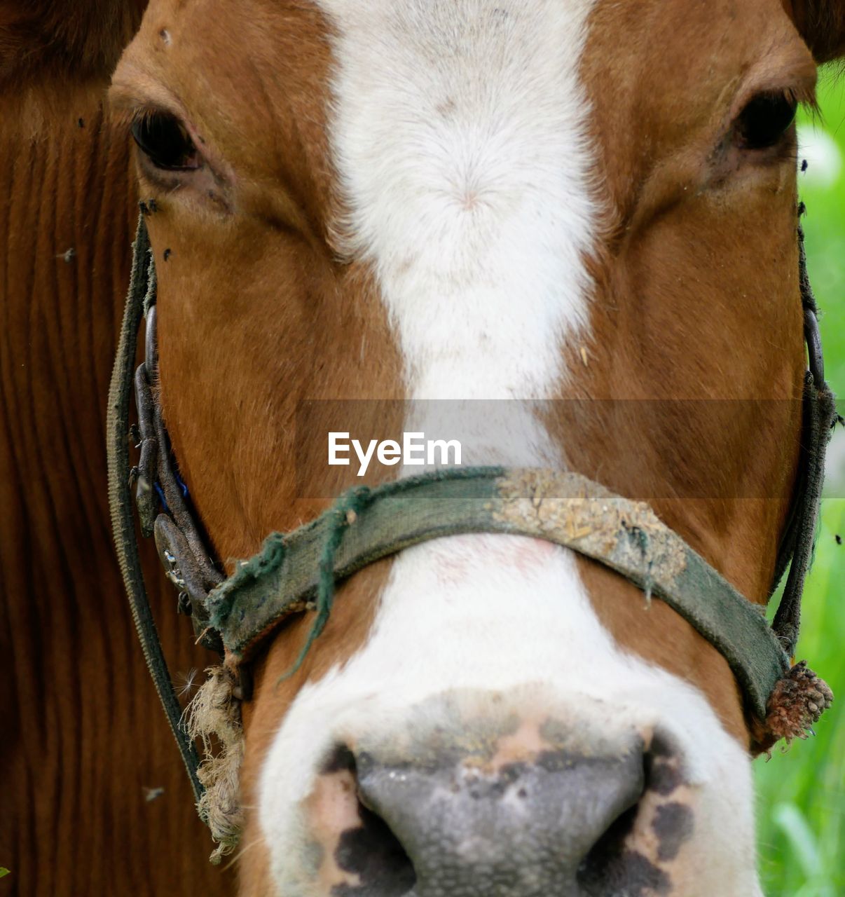 animal themes, animal, mammal, domestic animals, livestock, pet, horse, one animal, halter, animal wildlife, close-up, animal body part, animal head, mane, no people, portrait, brown, bridle, working animal, day, nature, mare, outdoors, focus on foreground, looking at camera, herbivorous, white