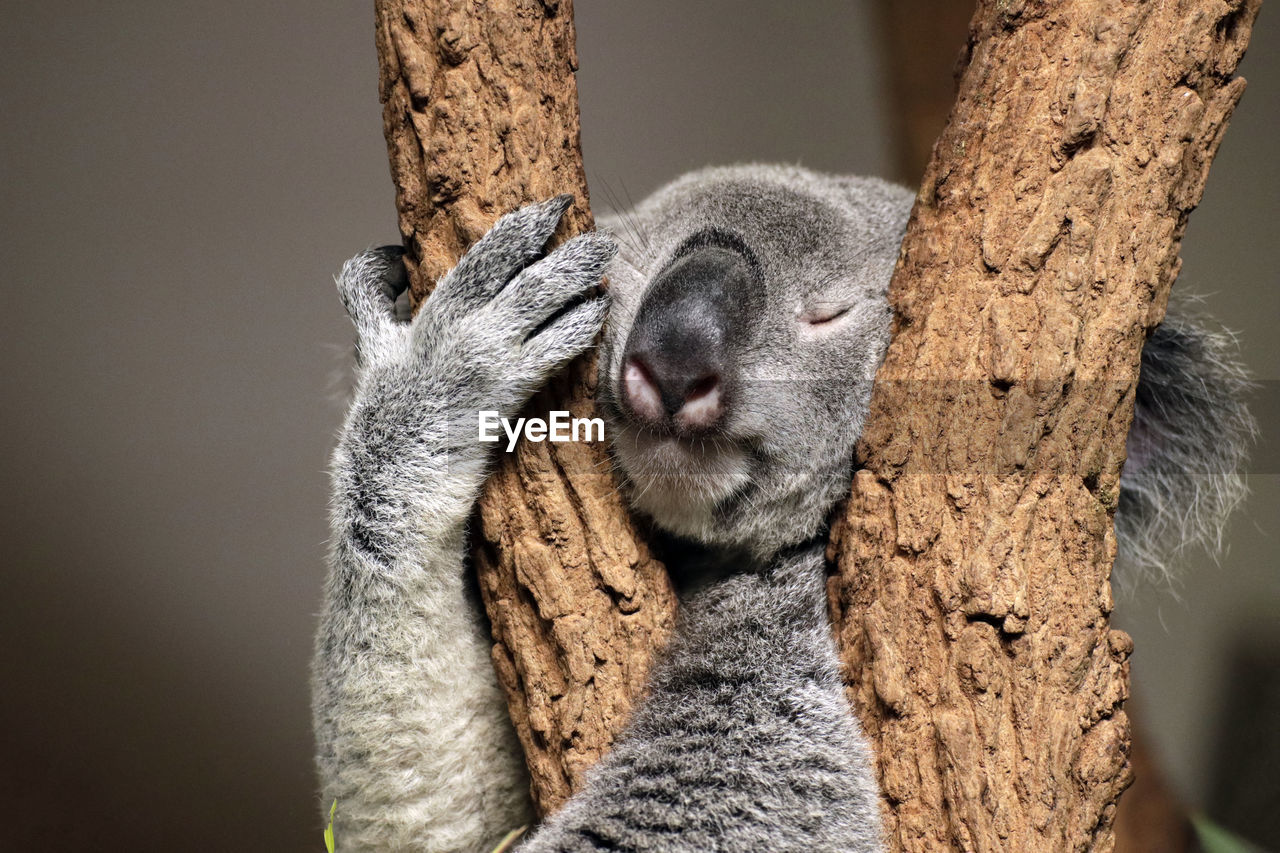 Close-up of a koala sleeping on tree trunk