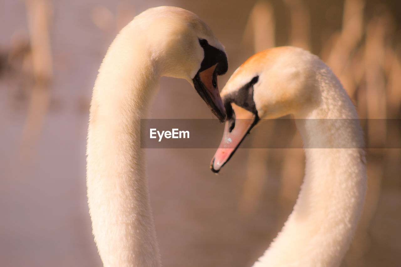 CLOSE-UP OF SWAN WITH REFLECTION