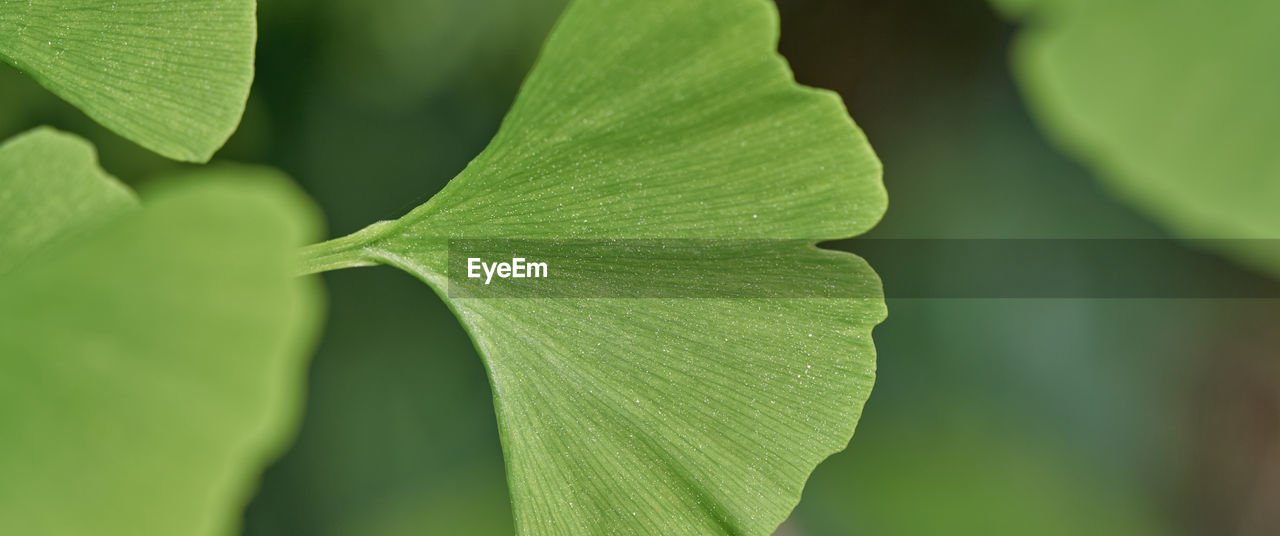 CLOSE-UP OF PLANT LEAF