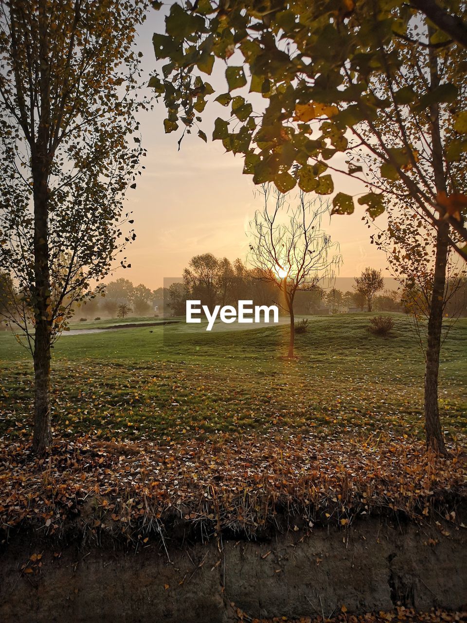 TREES ON FIELD AGAINST SKY