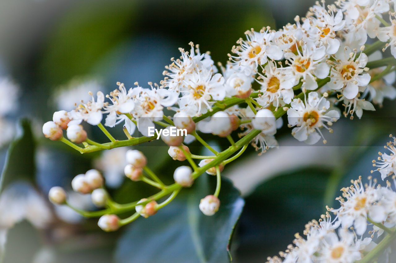 Close-up of white cherry blossom tree