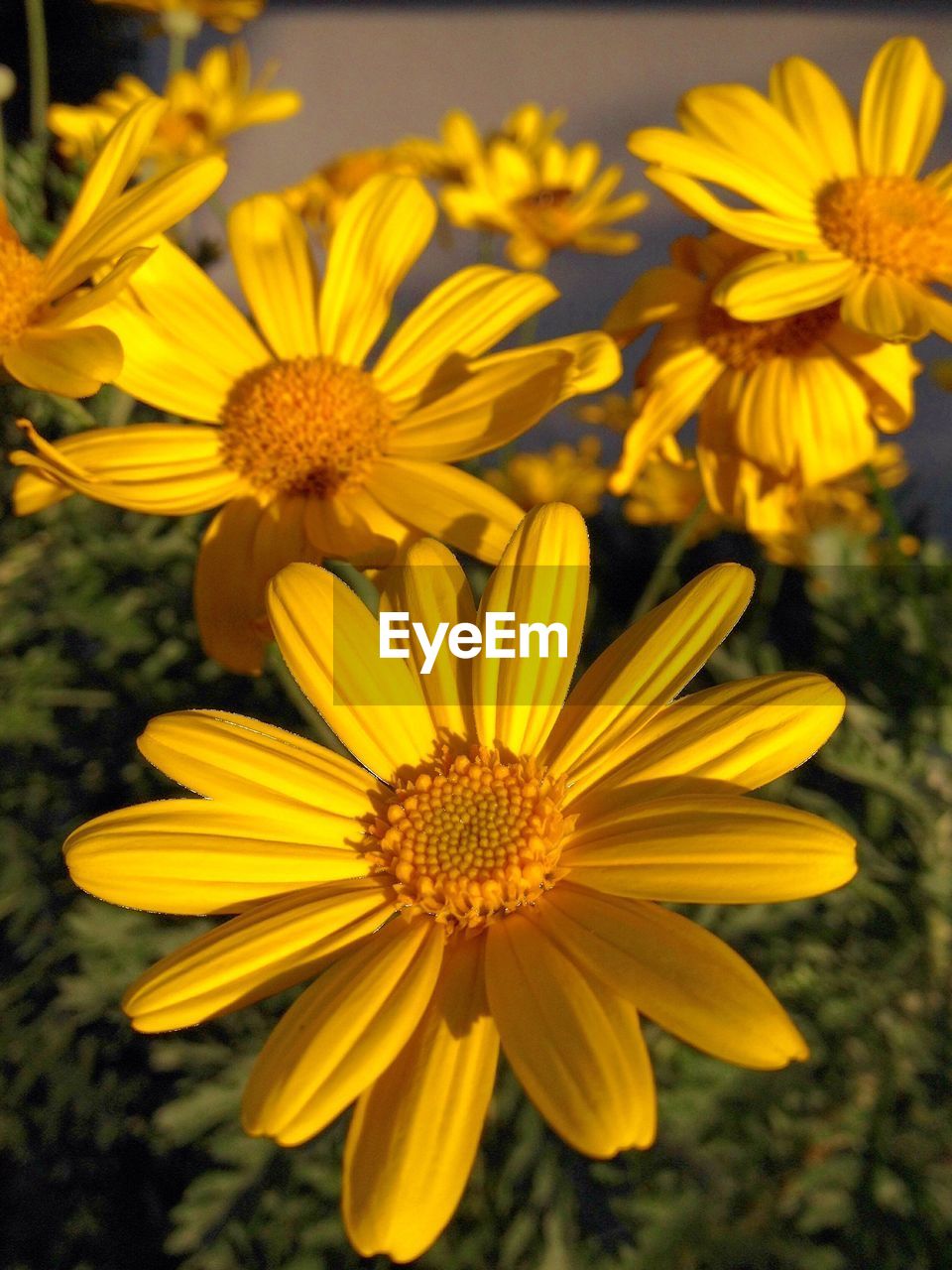 Close-up of yellow flower