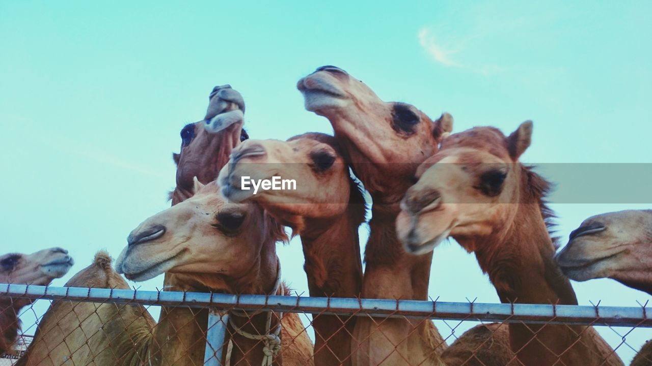 LOW ANGLE VIEW OF HORSES AGAINST CLEAR SKY