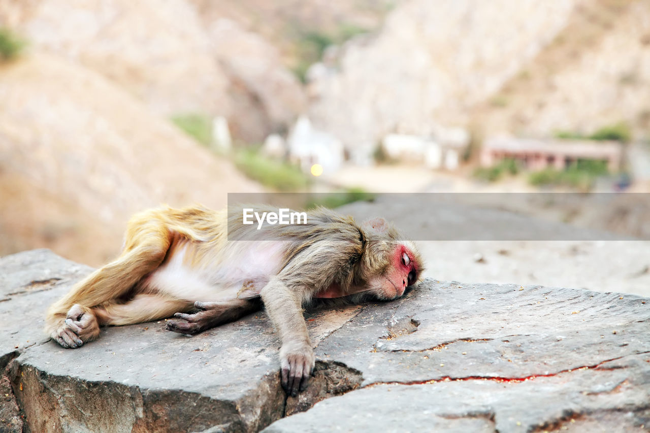 Monkey lying on rock at temple
