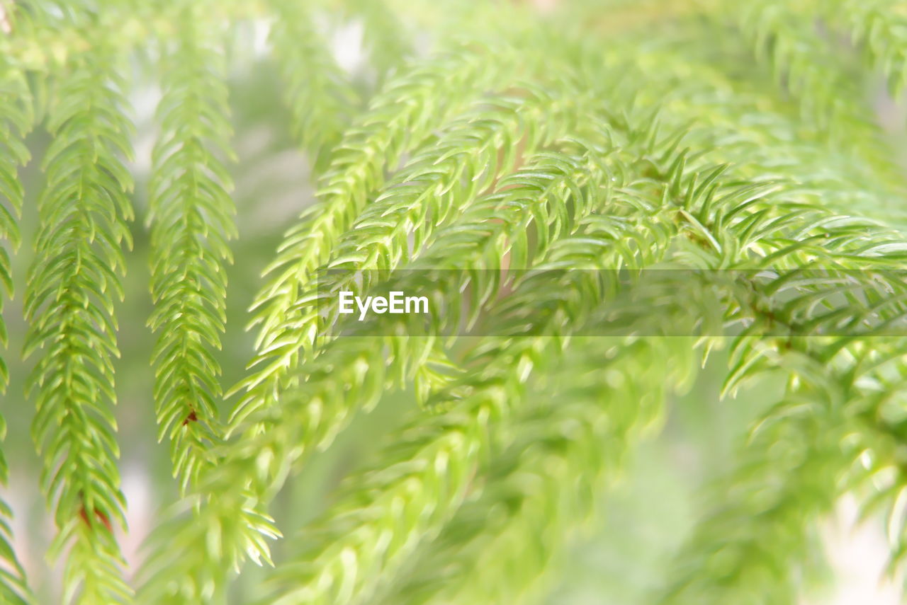 Close-up of green leaves