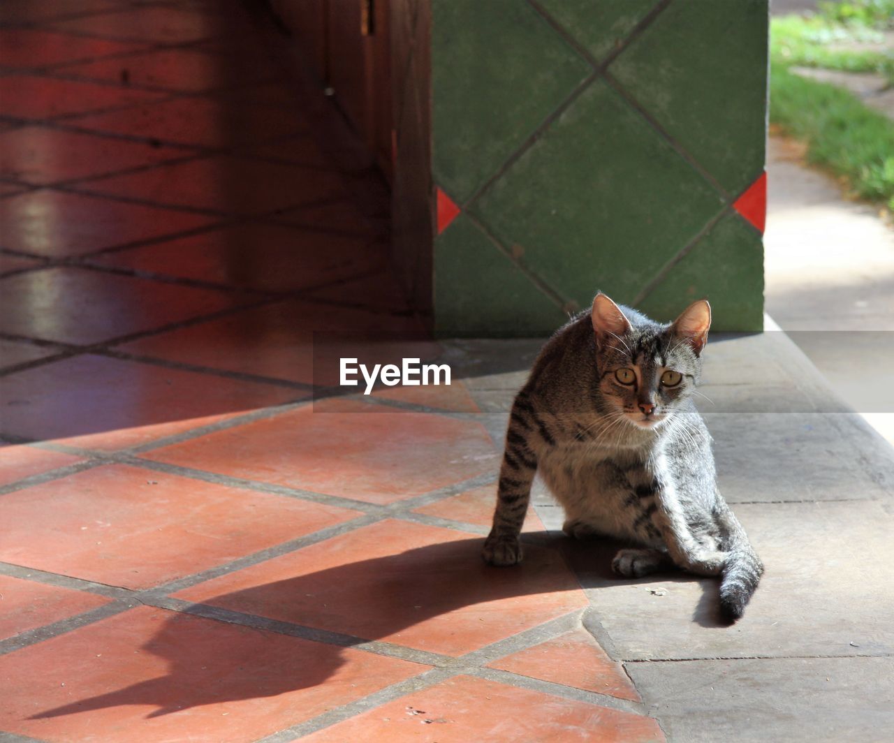 CAT SITTING ON FOOTPATH AGAINST TILED WALL