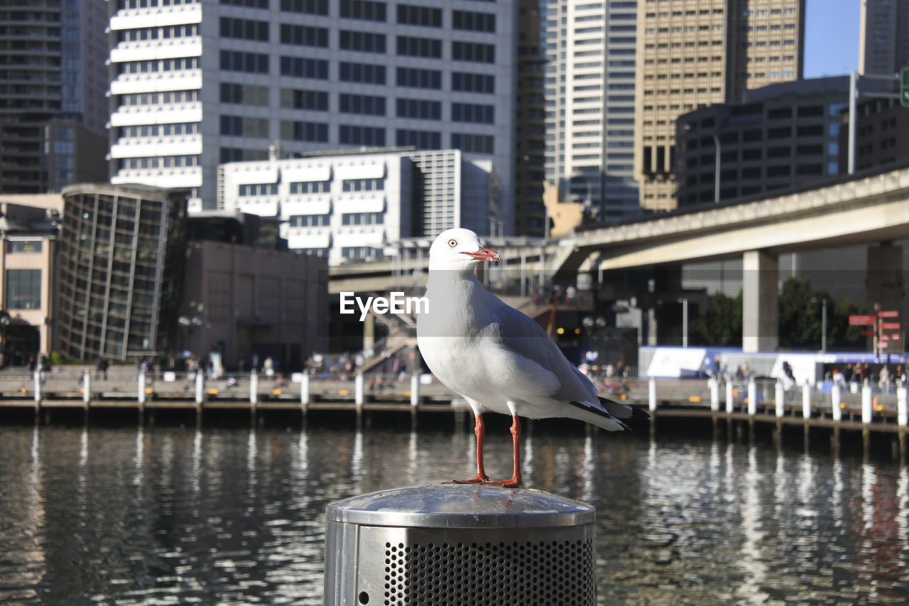 Seagull perching on pole against buildings in city