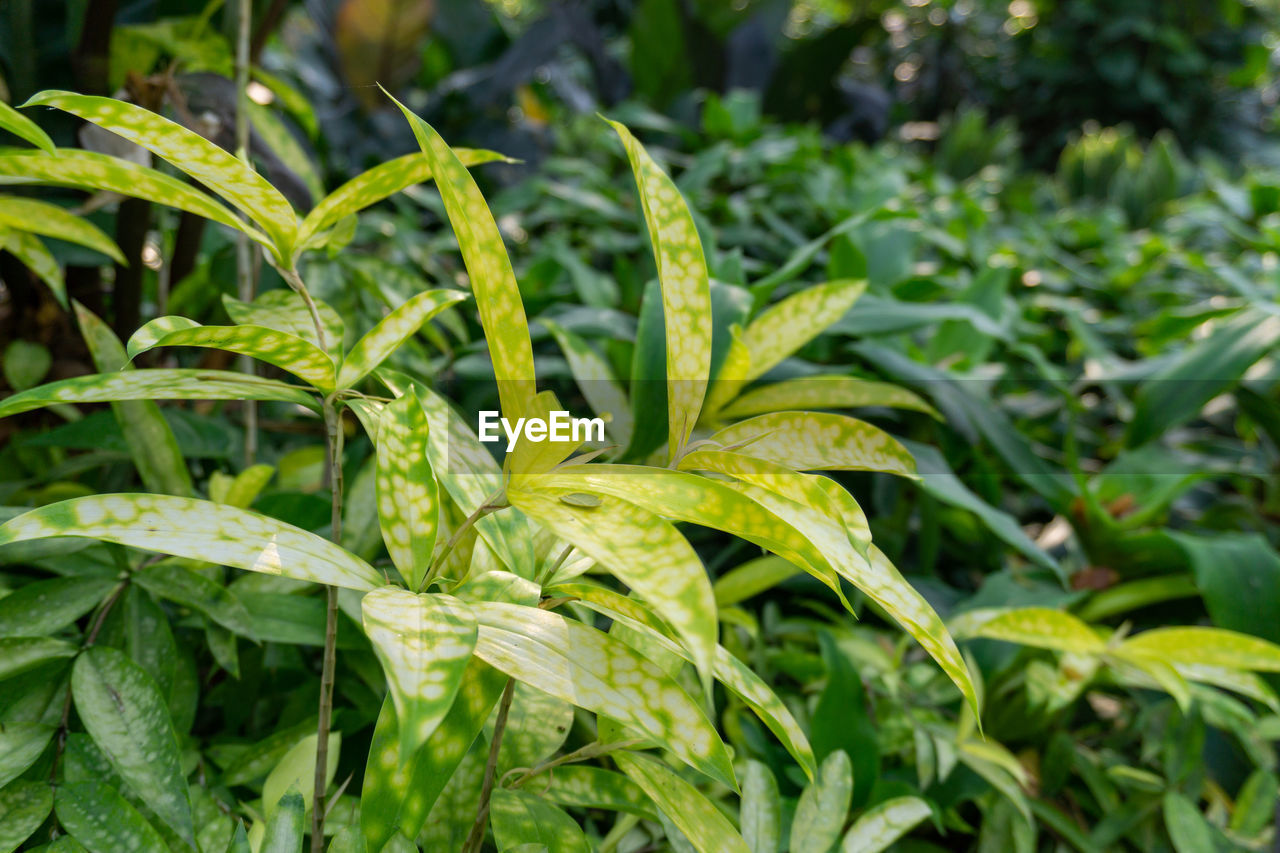 CLOSE-UP OF FRESH GREEN PLANT IN FIELD