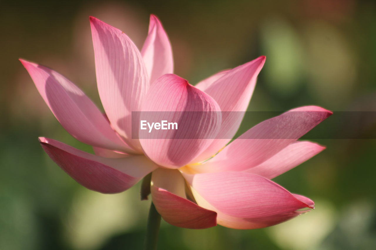 flower, flowering plant, plant, pink, beauty in nature, freshness, aquatic plant, petal, proteales, close-up, water lily, nature, flower head, inflorescence, lotus water lily, fragility, leaf, macro photography, lily, pond, water, no people, plant part, focus on foreground, growth, outdoors, magenta, springtime, blossom, tropical climate, vibrant color