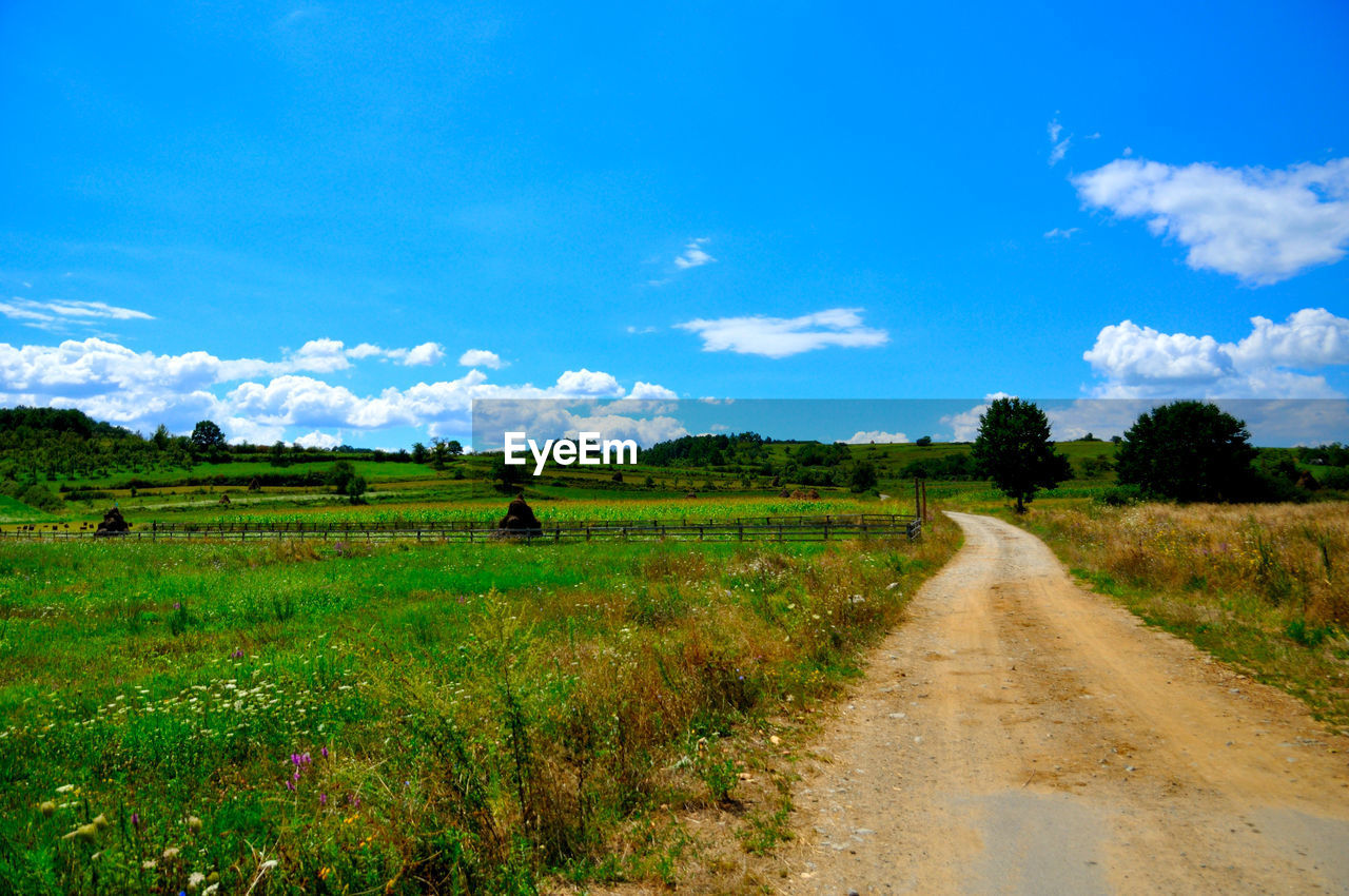 Trees on field against blue sky