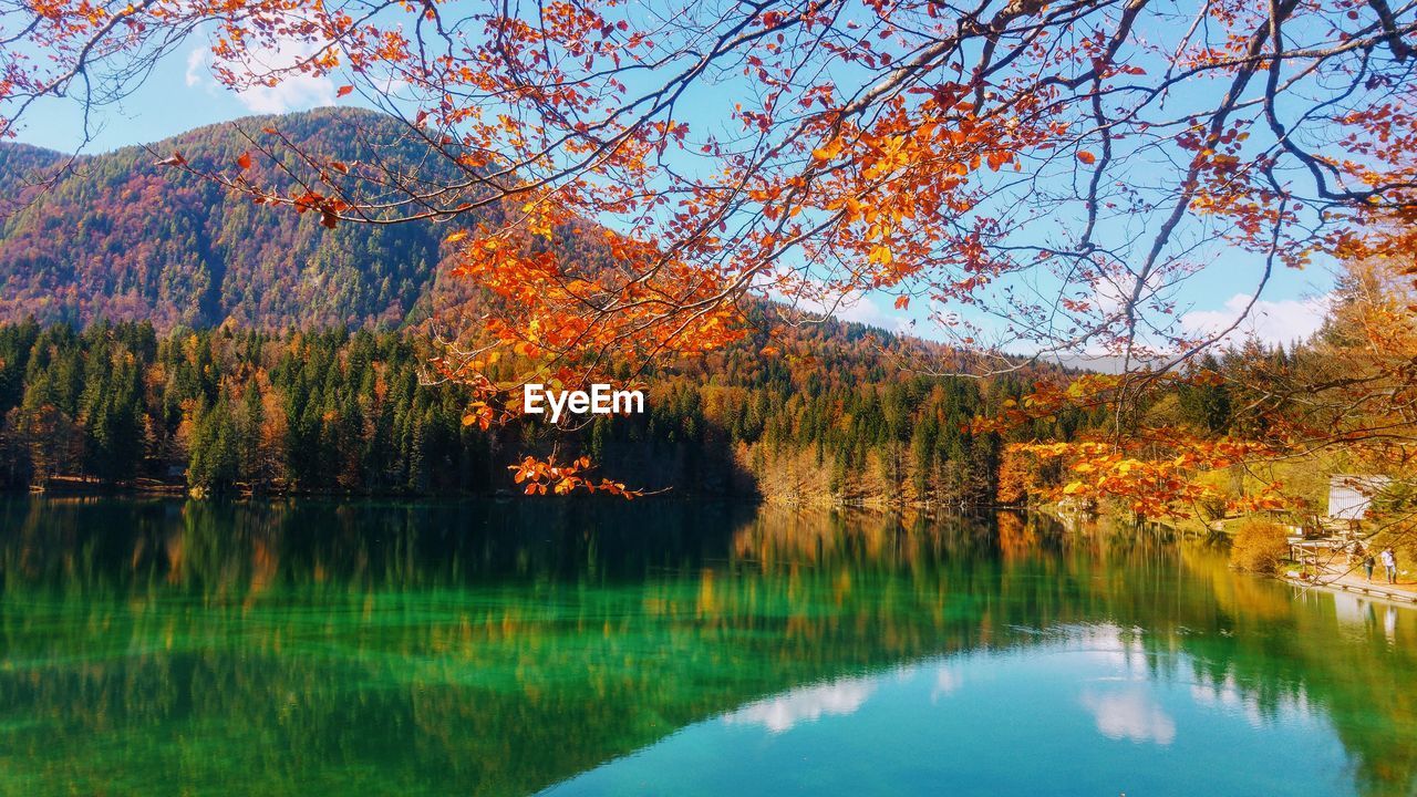 Scenic view of lake by trees during autumn