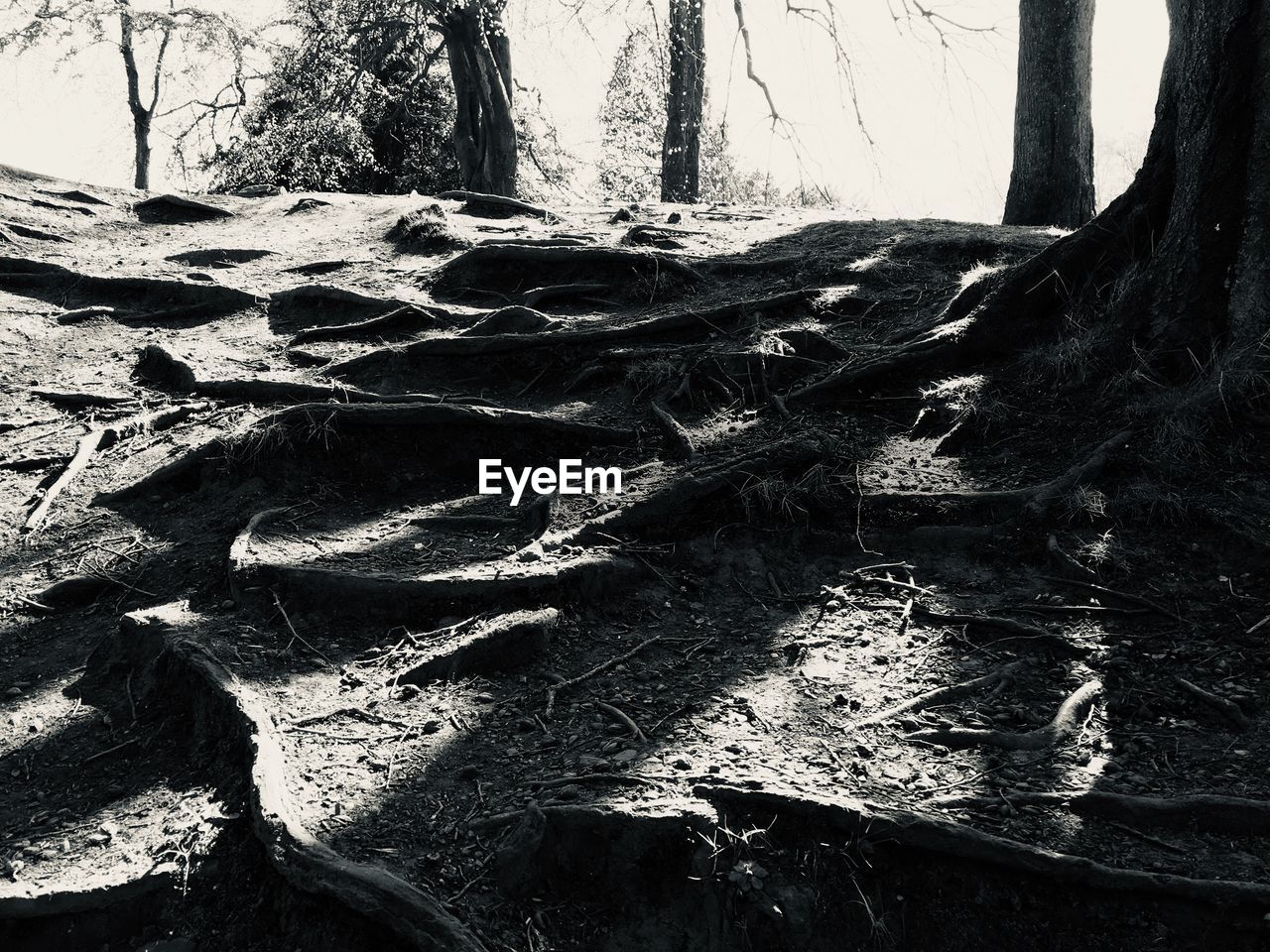 CLOSE-UP OF TREE TRUNKS