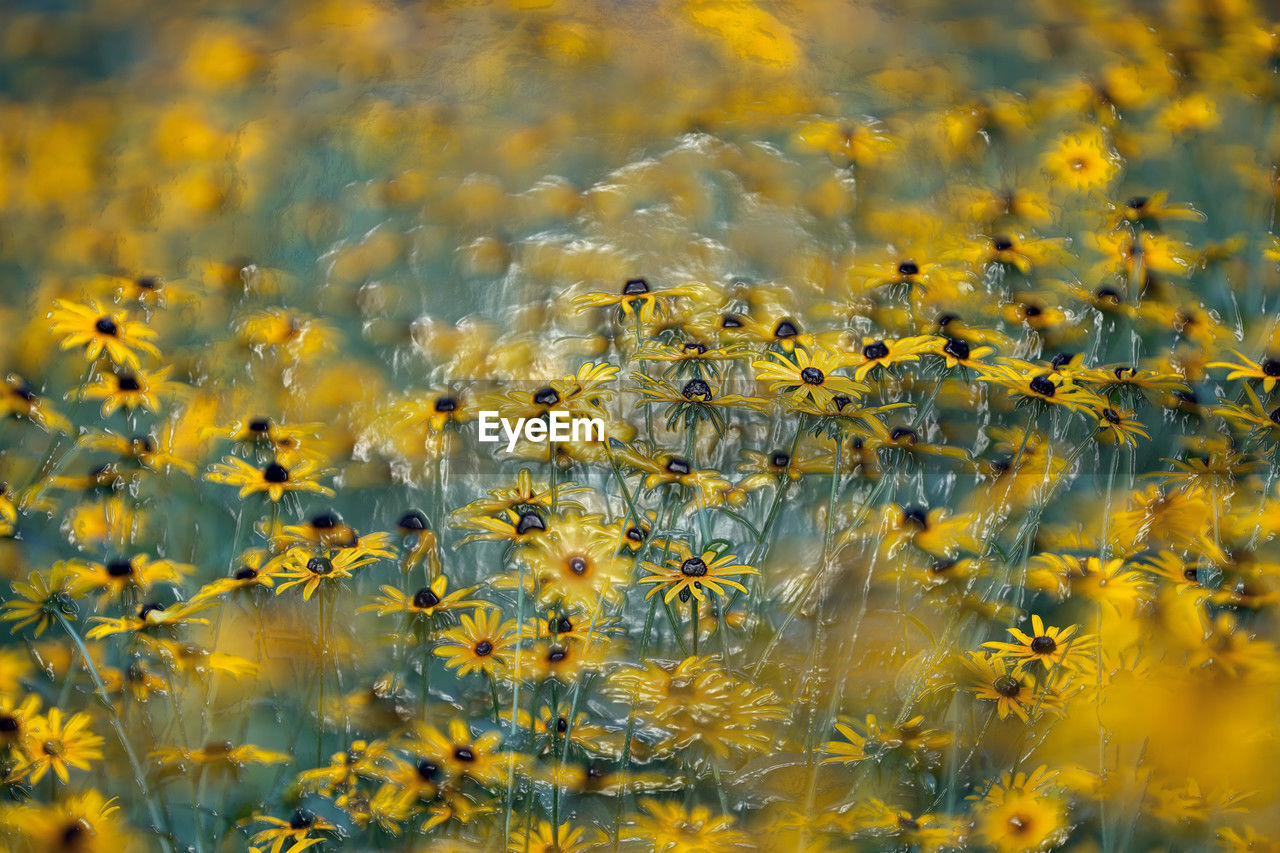 Close-up of yellow flowering plants on field