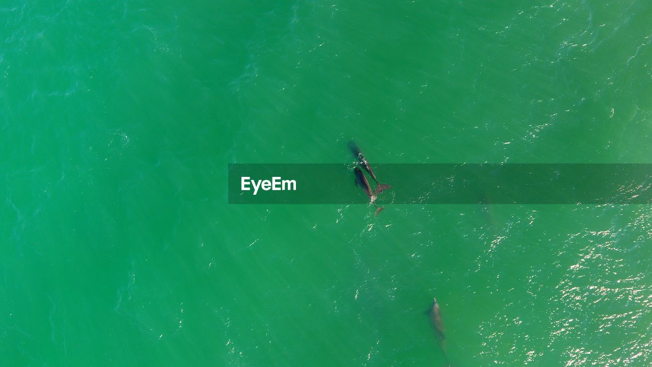 High angle view of fish swimming in river