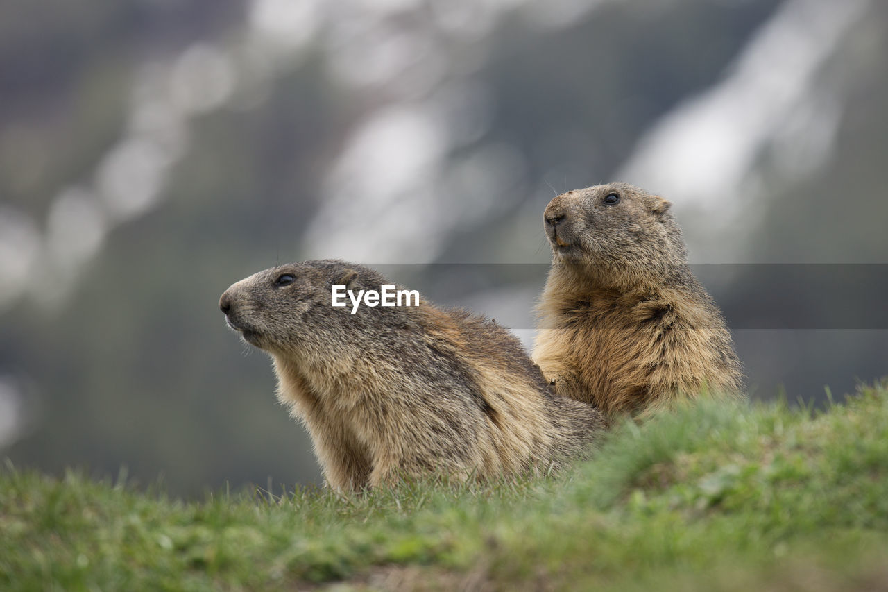 Marmots in alert
