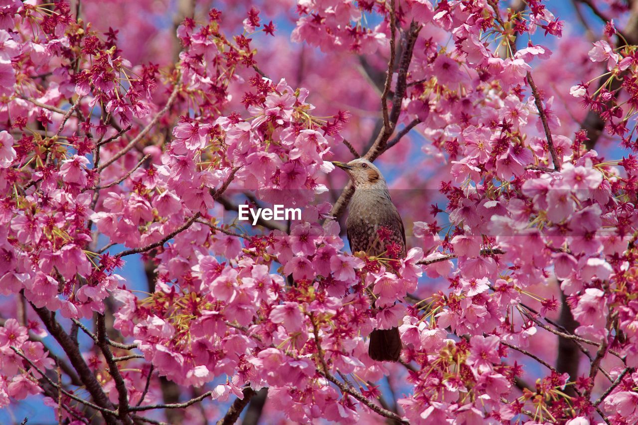 Low angle view of bird perching on pink plum blossoms outdoors