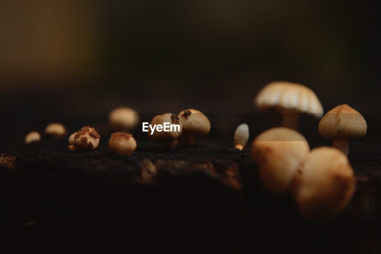 Close-up of mushrooms against dark background