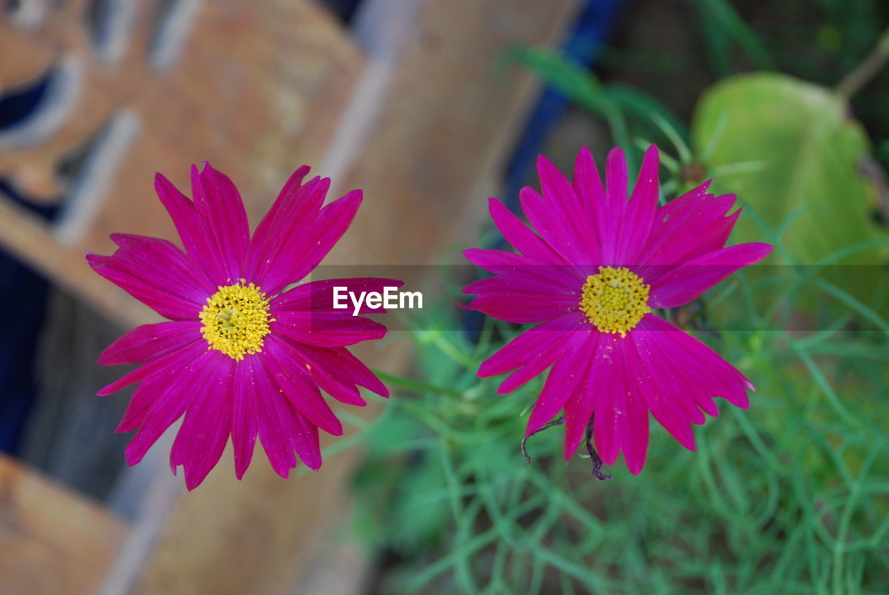 CLOSE-UP OF PINK FLOWERS