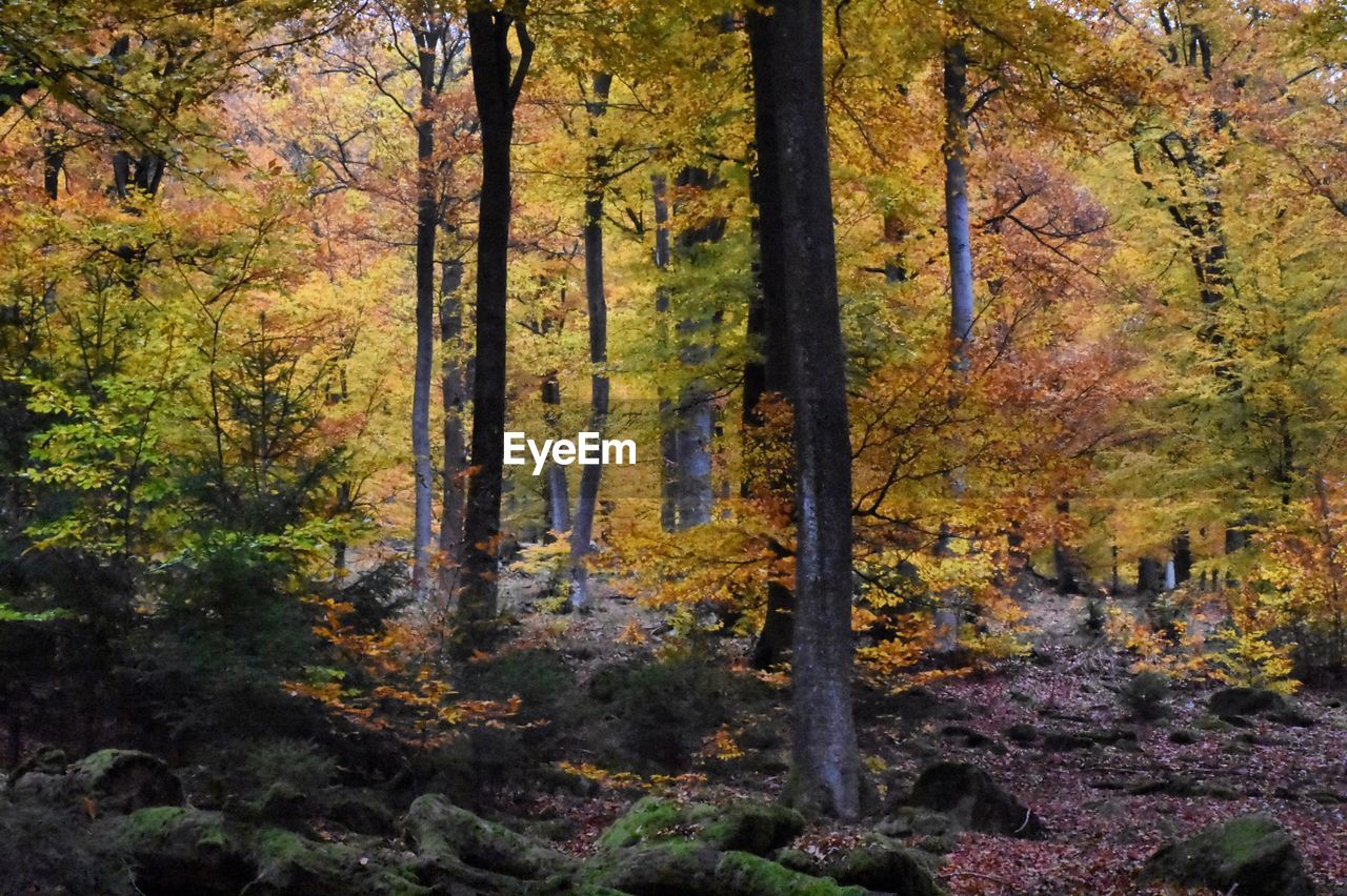 Trees in forest during autumn