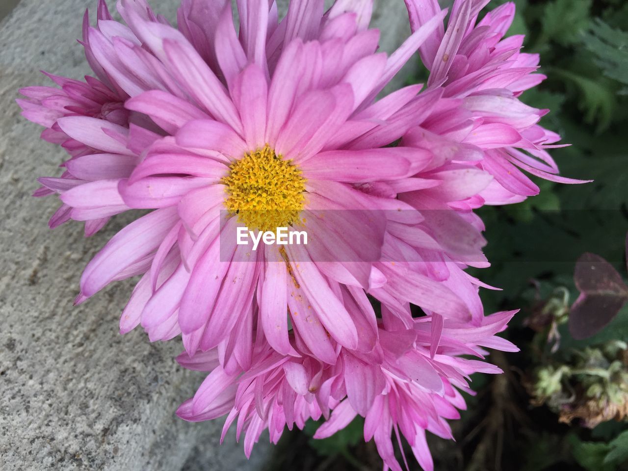 High angle view of pink flowers blooming in park