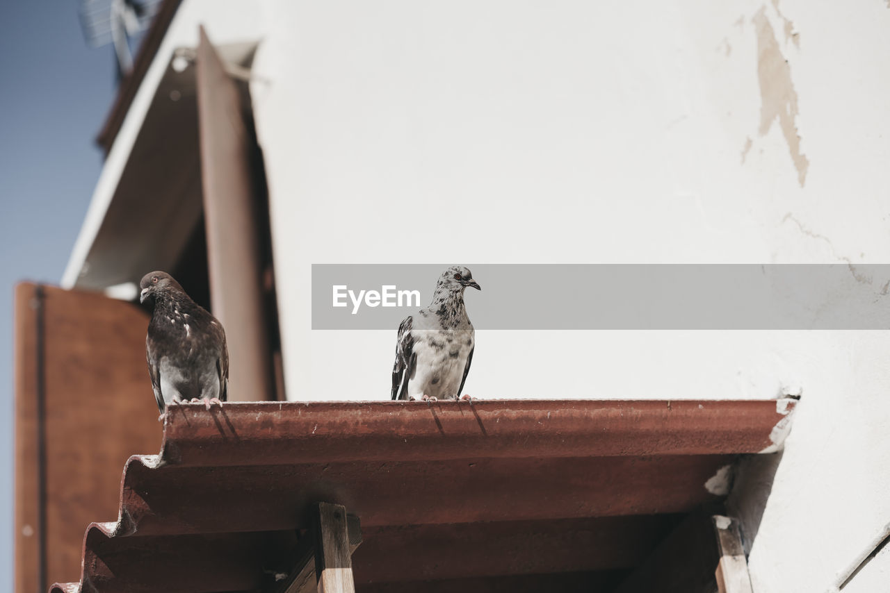 LOW ANGLE VIEW OF BIRD PERCHING ON A WOOD