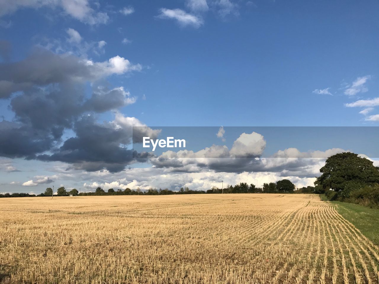 FIELD AGAINST SKY