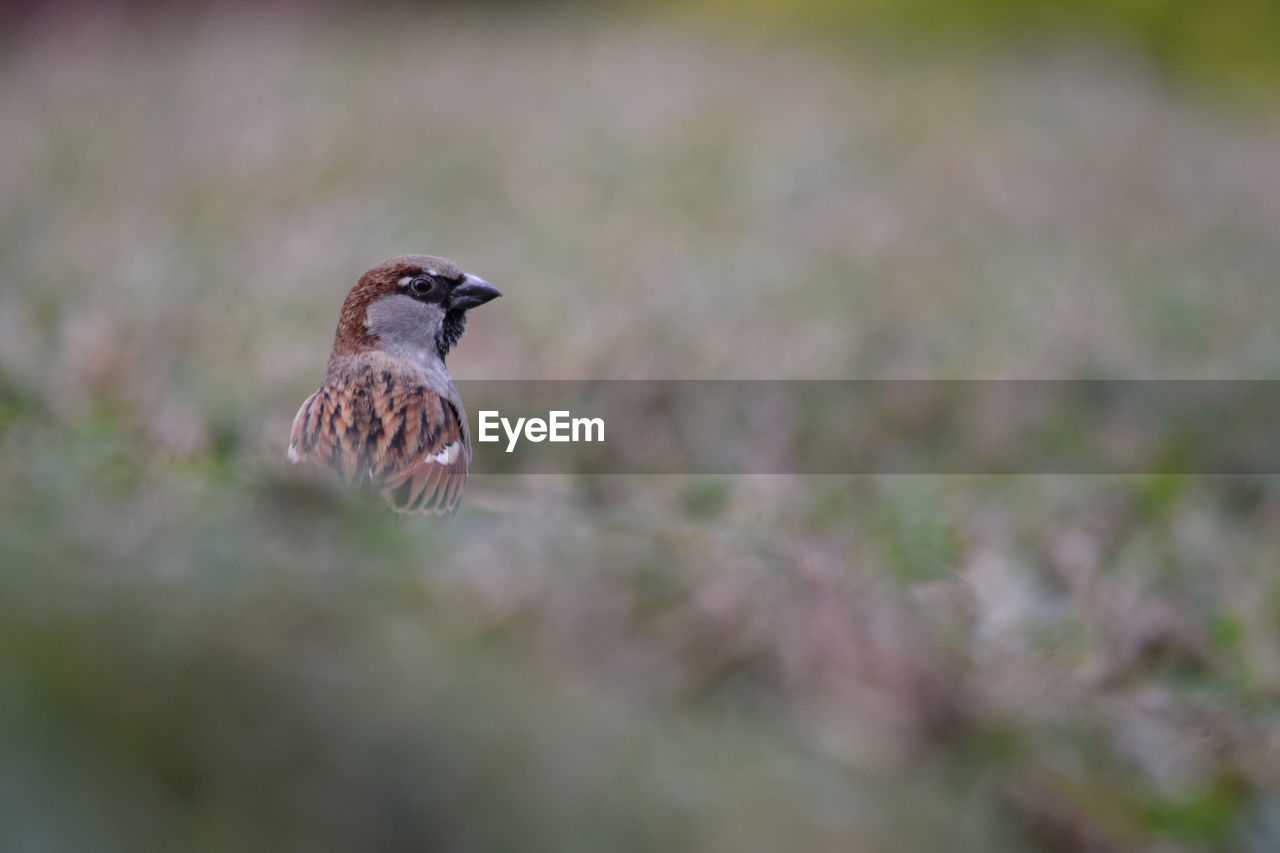 Bird perching on field