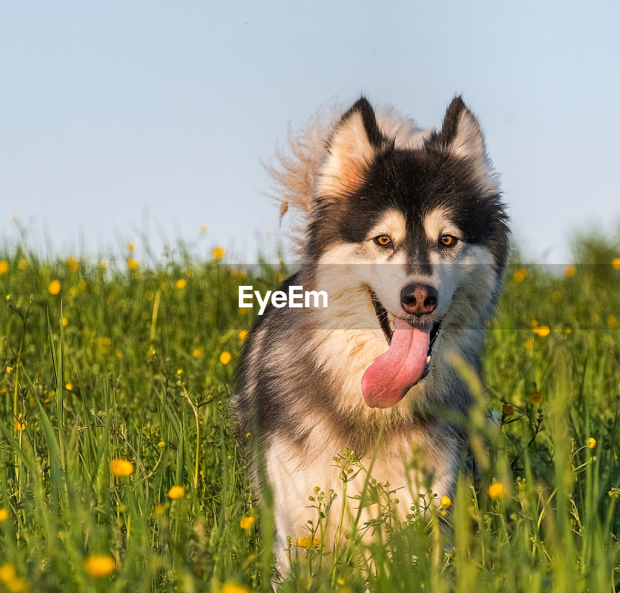 Dog looking away on field