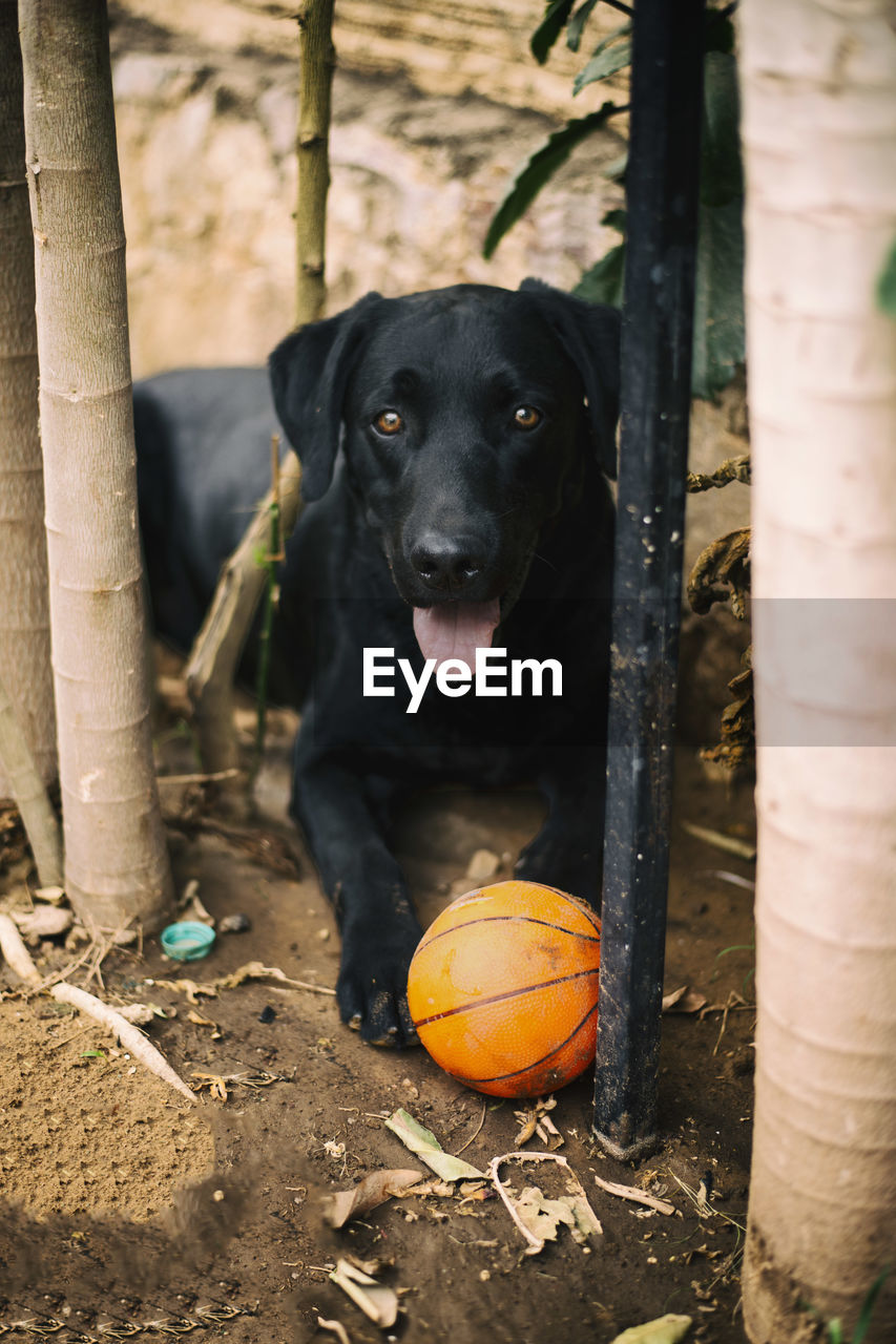 Portrait of black dog sitting on wood