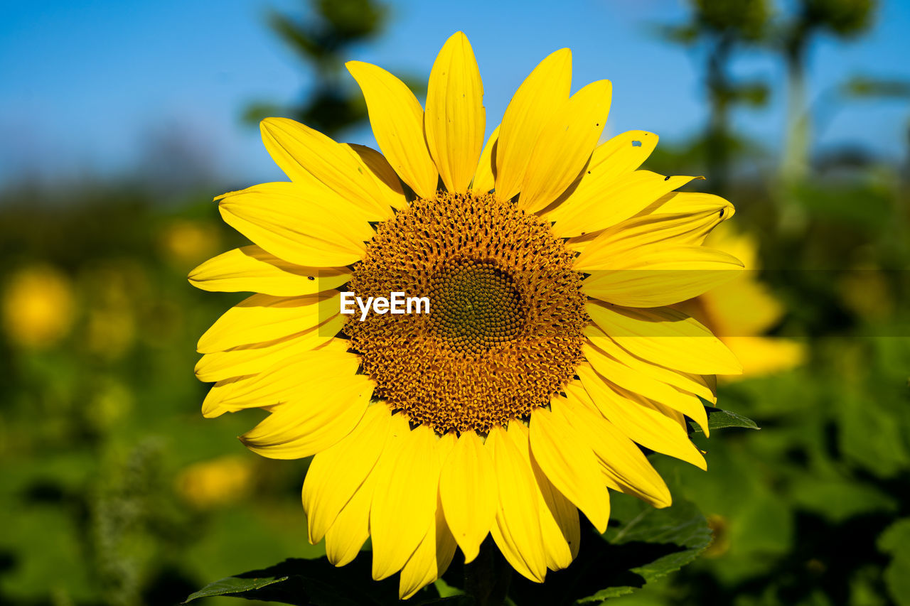 The common sunflower is a large-flowered, bright summer flower in various shades of yellow and red.