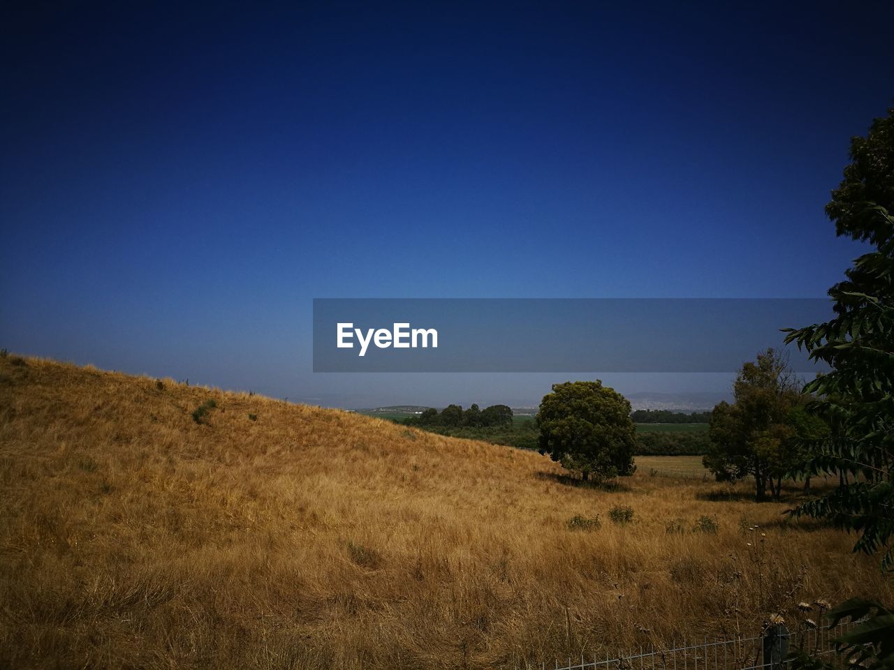 TREES ON FIELD AGAINST CLEAR BLUE SKY