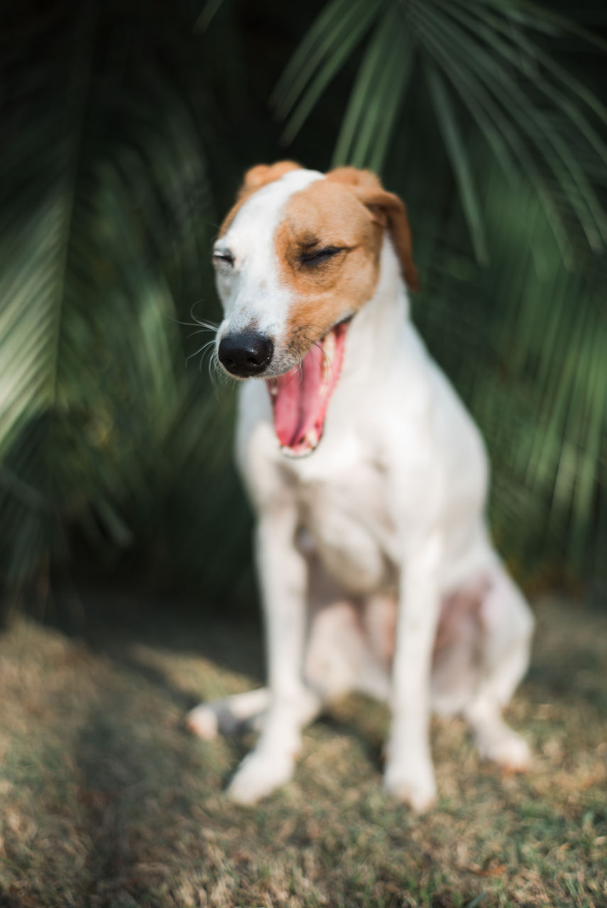 DOG STICKING OUT TONGUE