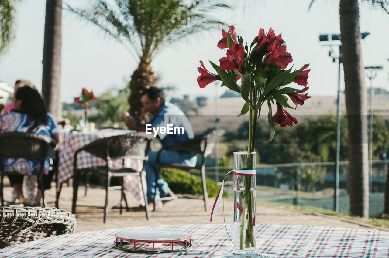 Close-up of red flowers on table at restaurant