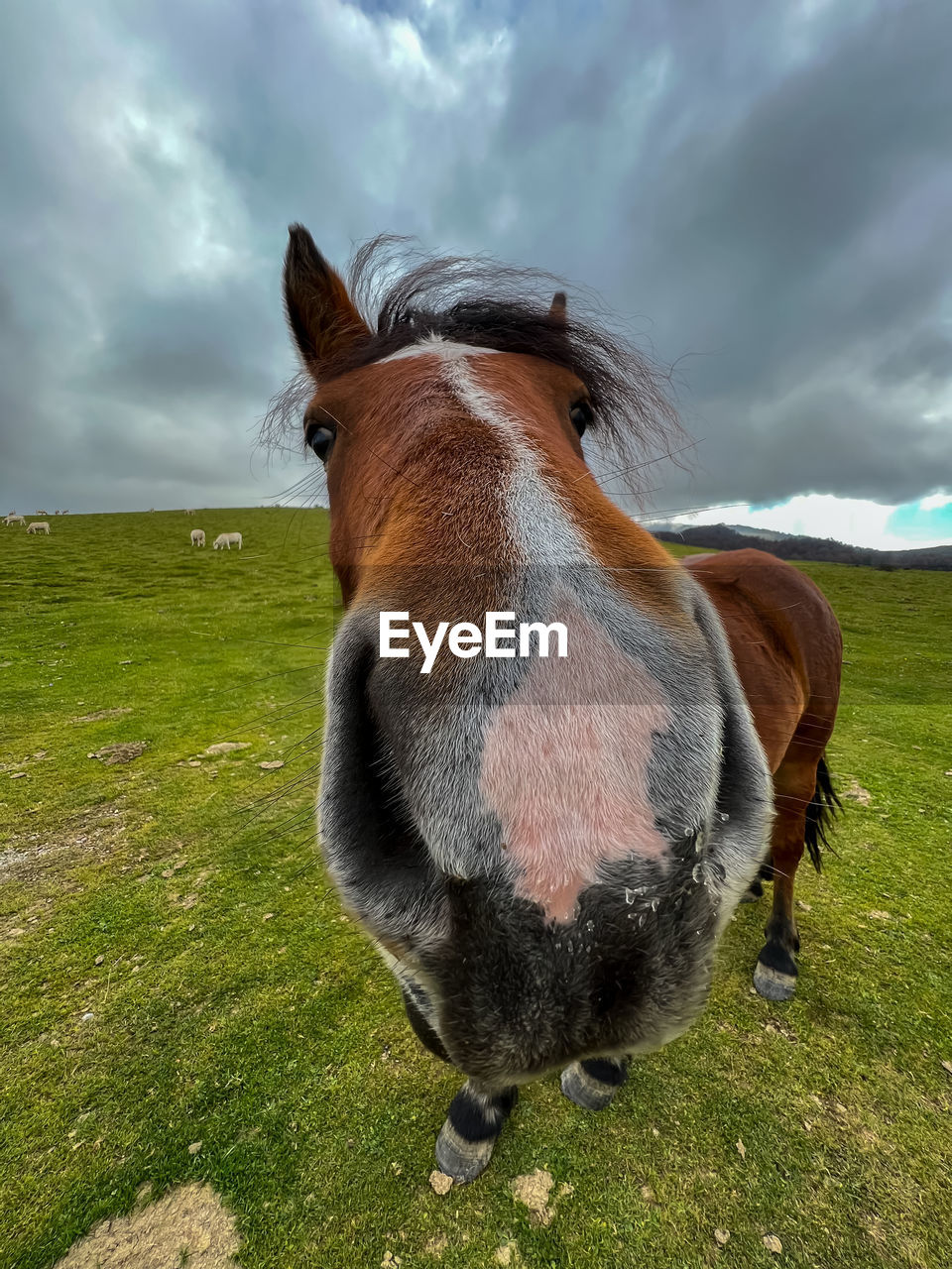 Funny close up portrait of brown horse in the mountain