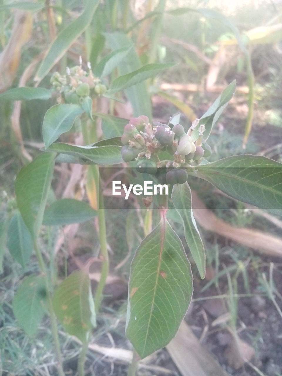 CLOSE-UP OF PLANT