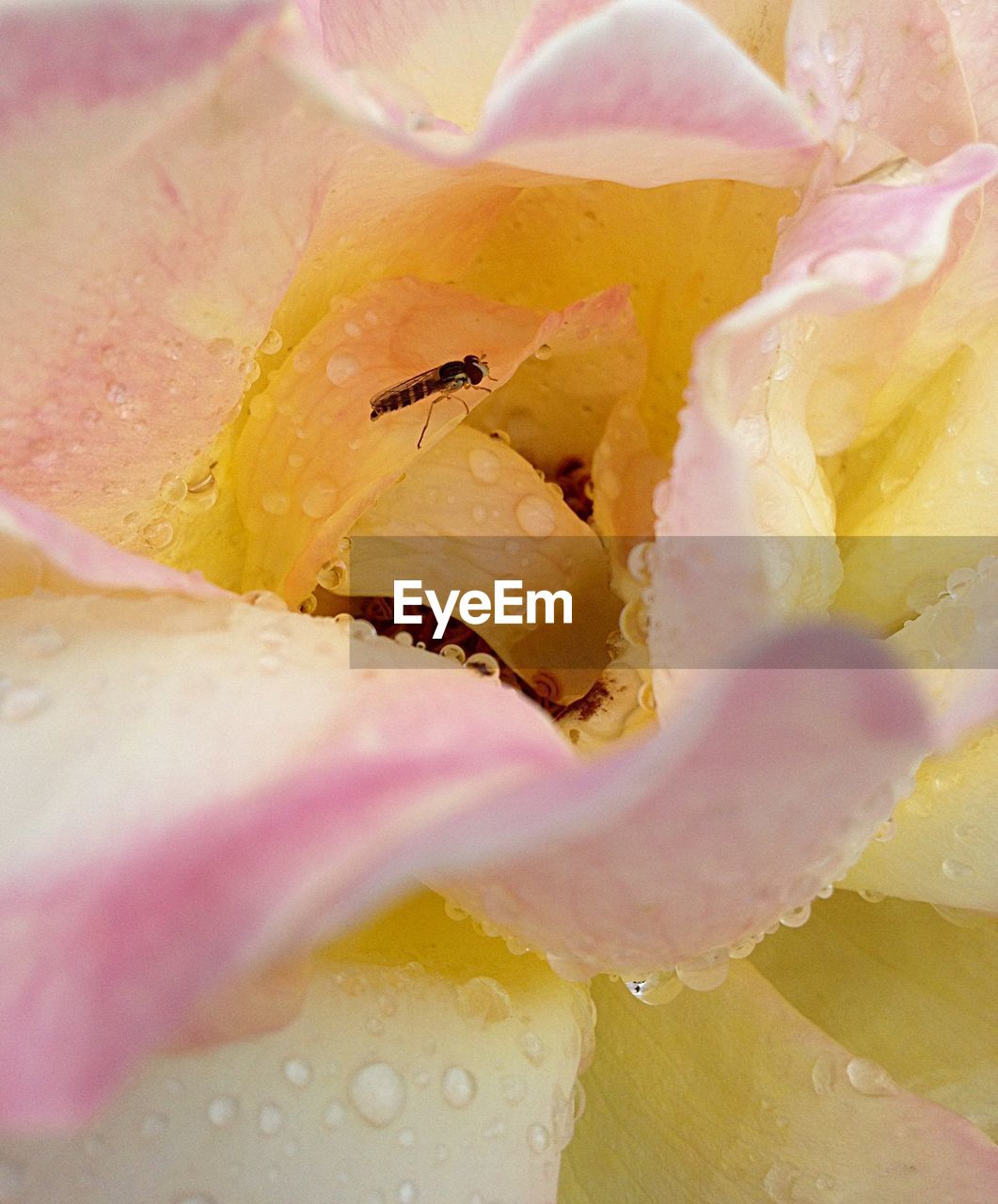 MACRO SHOT OF YELLOW FLOWER