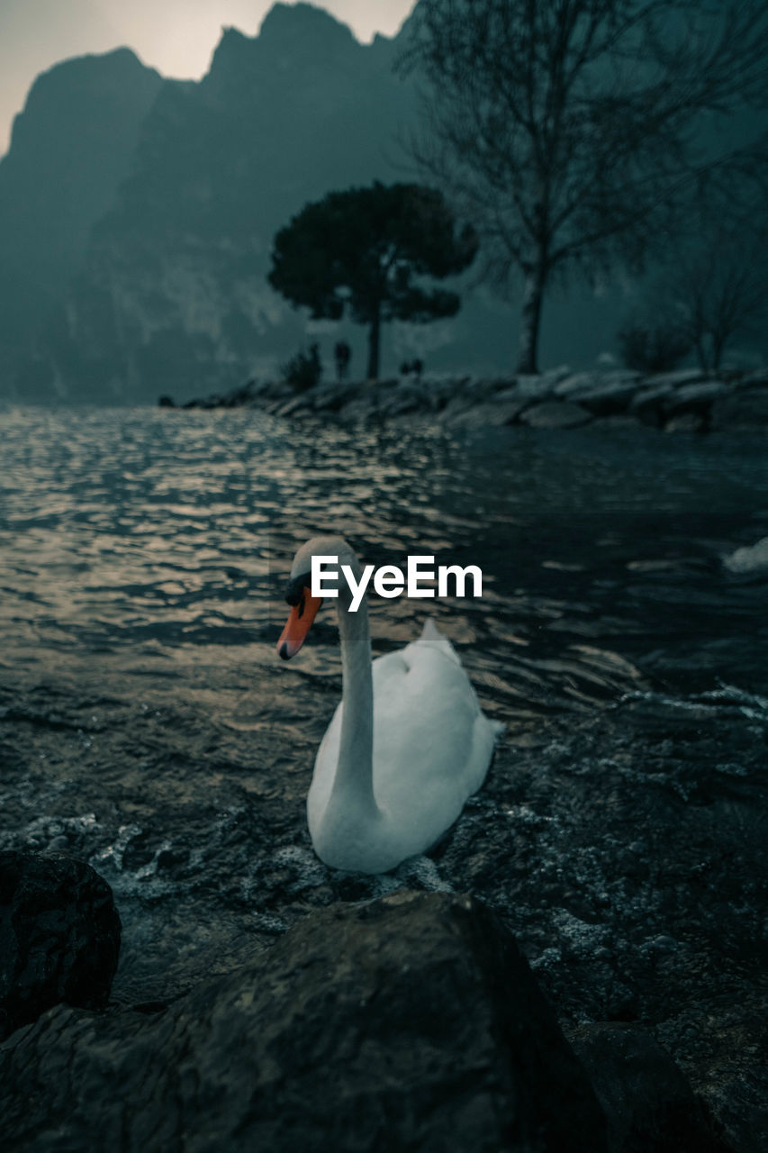 SWAN SWIMMING IN A LAKE