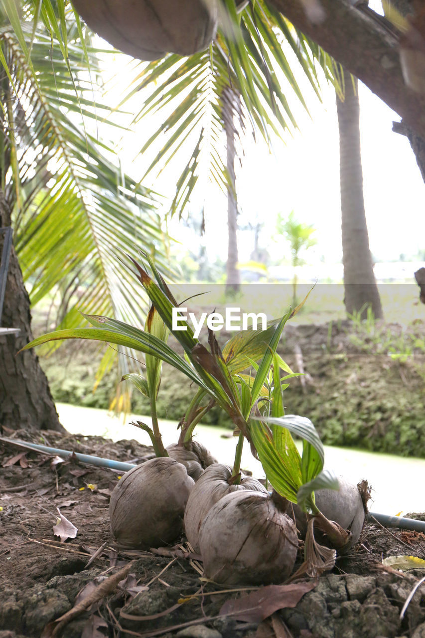 VIEW OF BIRD ON PALM TREES